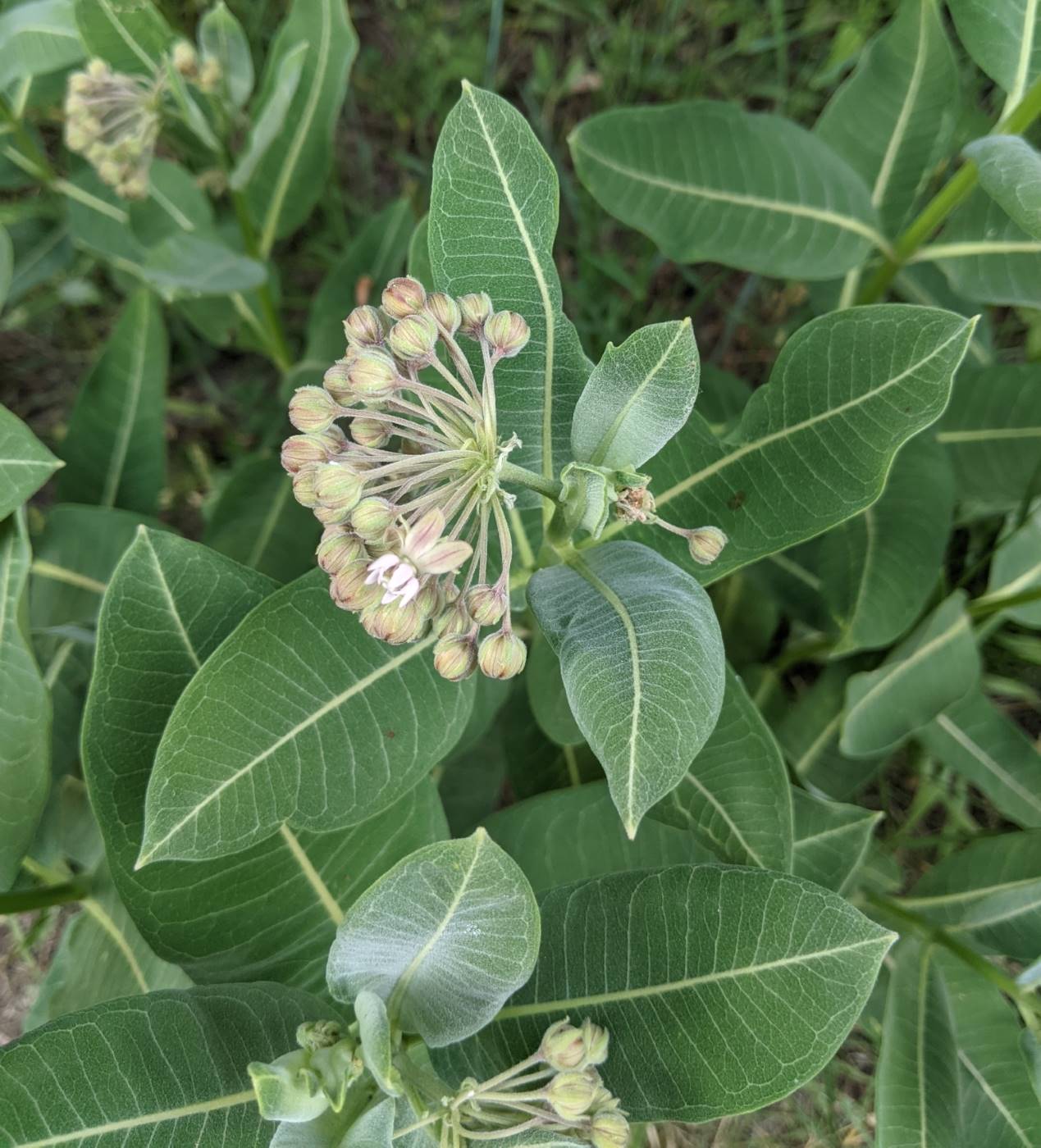 Изображение особи Asclepias syriaca.