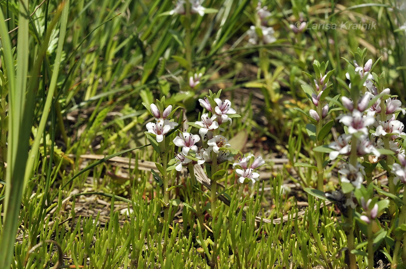 Image of Glaux maritima specimen.