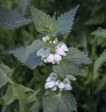 Lamium album