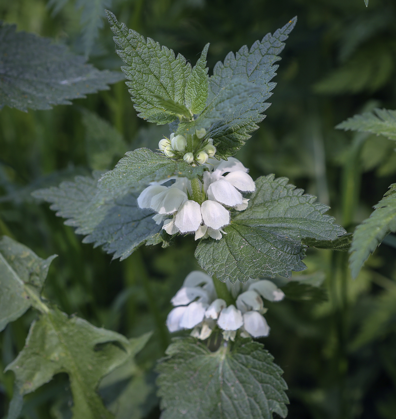 Image of Lamium album specimen.