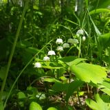 Convallaria keiskei