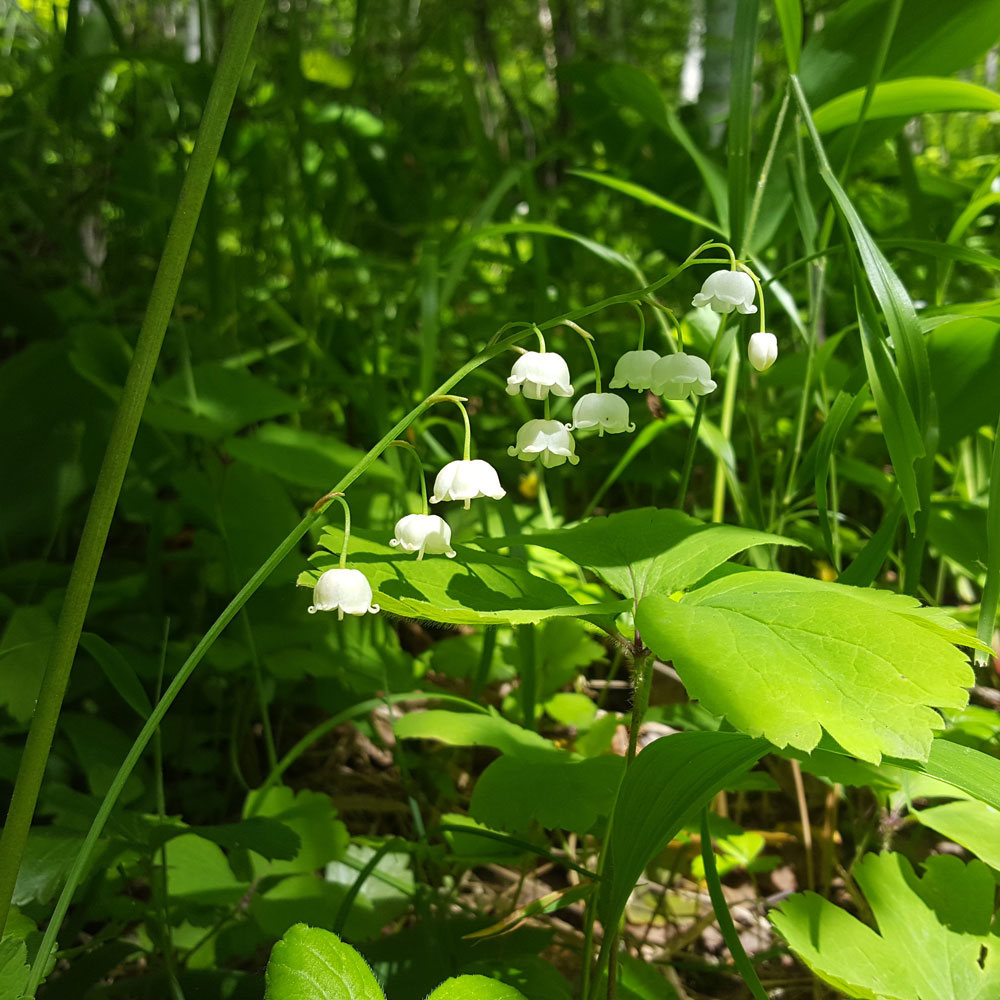 Image of Convallaria keiskei specimen.