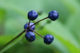 Clintonia udensis