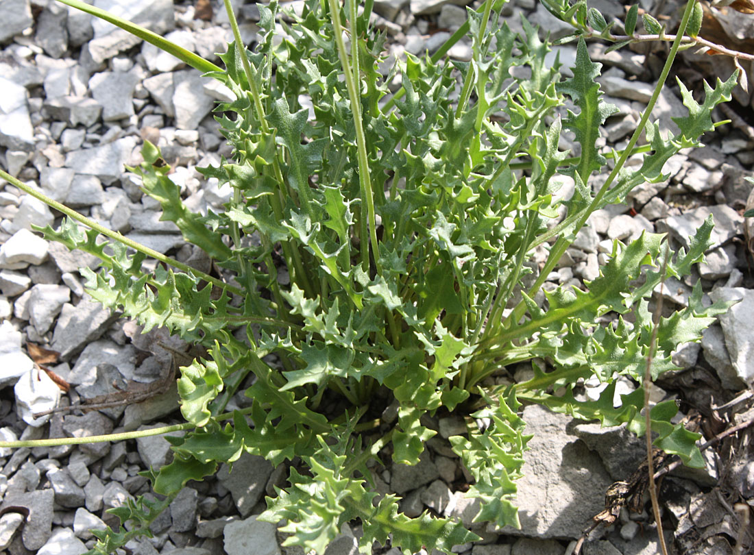 Image of Lagoseris purpurea specimen.