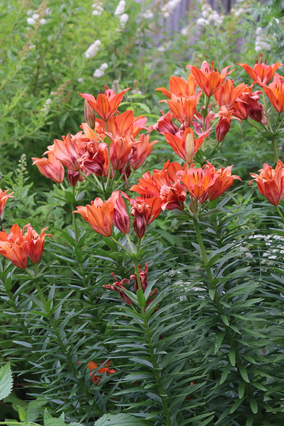 Image of Lilium maculatum specimen.