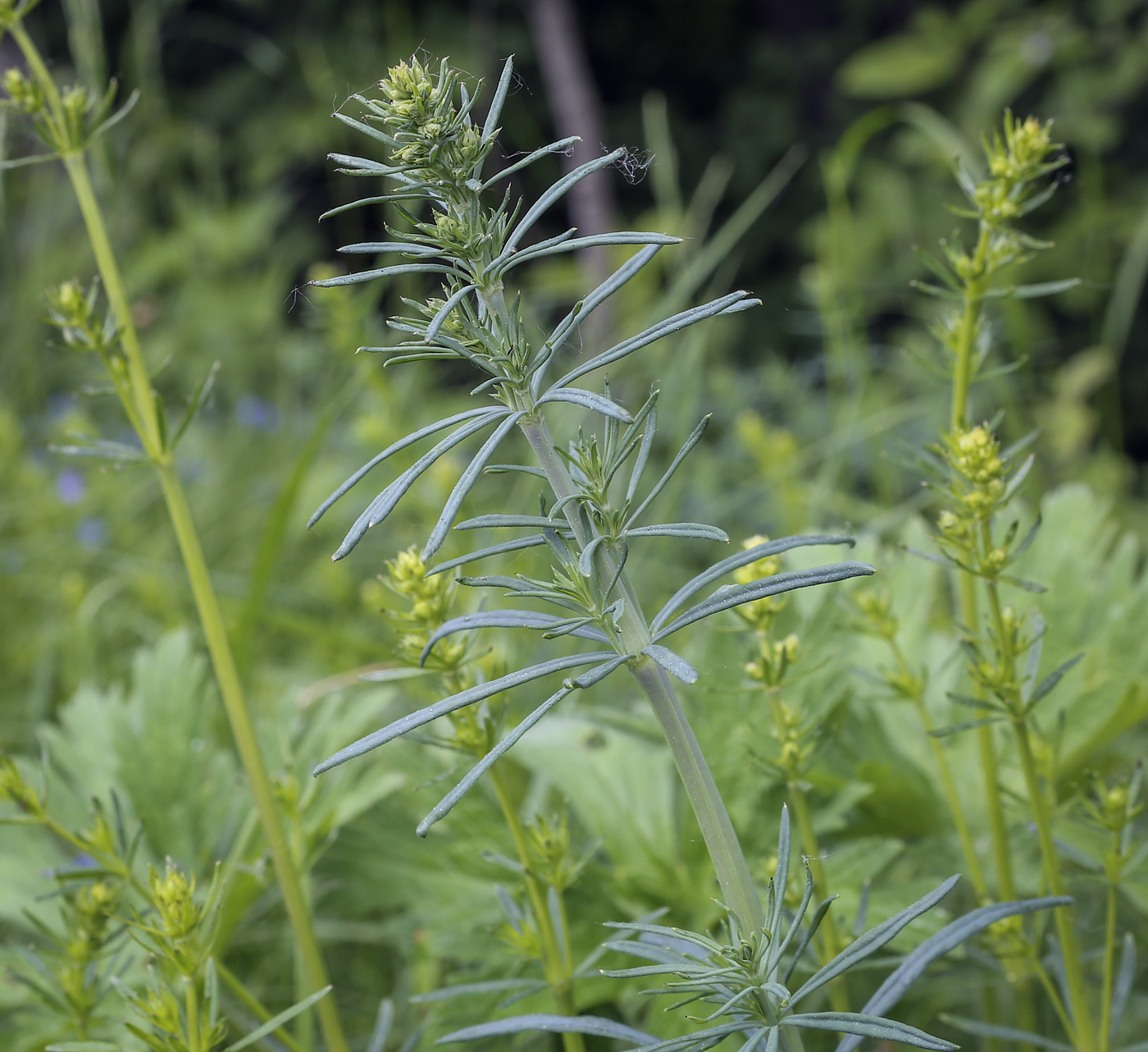 Image of Galium verum specimen.