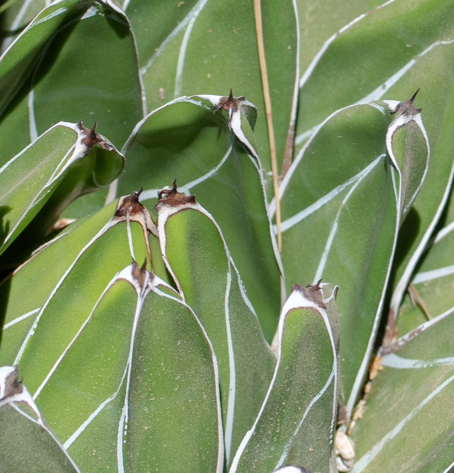 Image of Agave victoriae-reginae specimen.