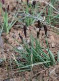 genus Calamagrostis