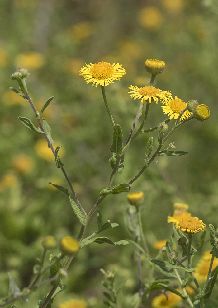 Изображение особи Pulicaria dysenterica.