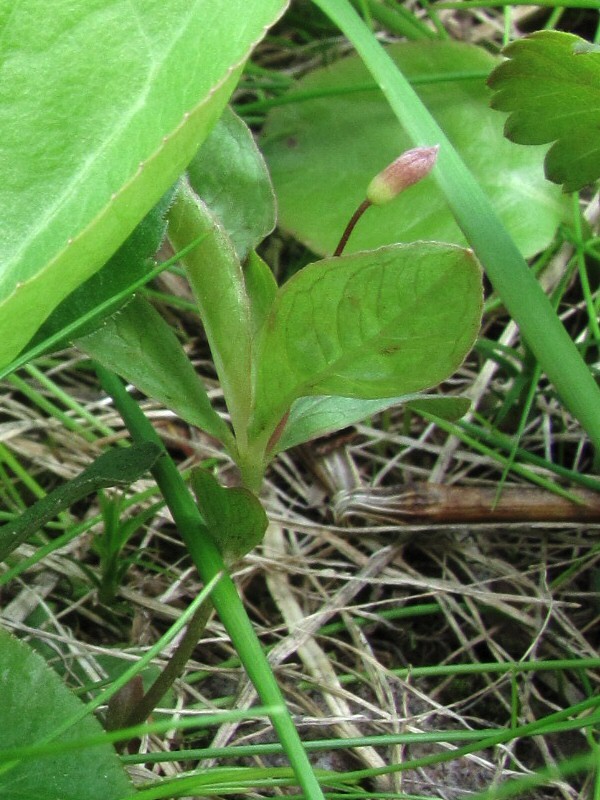 Изображение особи Trientalis europaea.