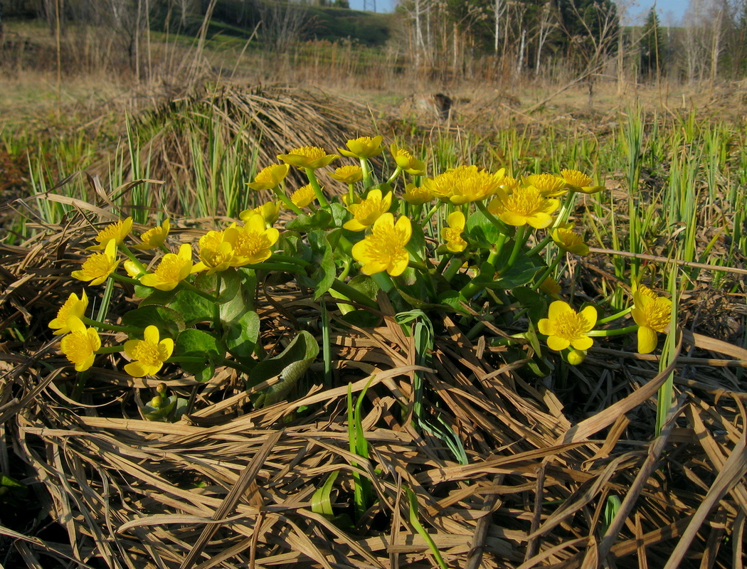 Изображение особи Caltha palustris.