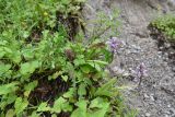 Orchis militaris ssp. stevenii