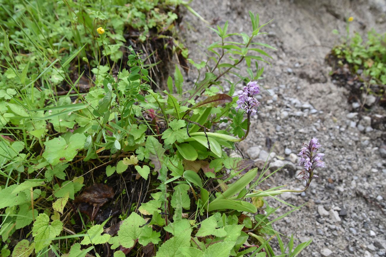 Изображение особи Orchis militaris ssp. stevenii.