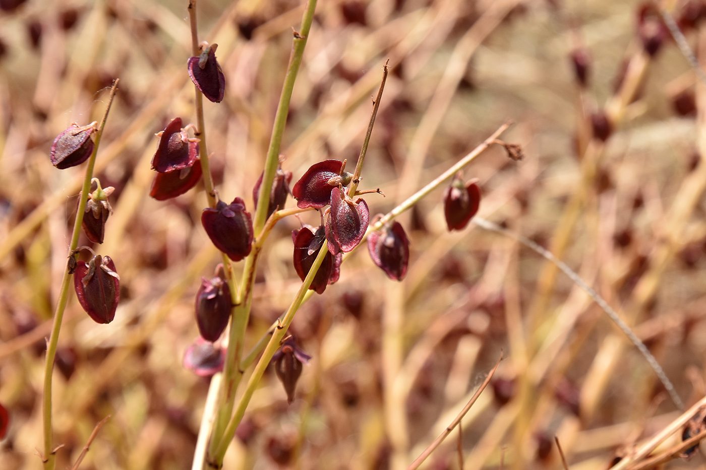 Изображение особи Rheum tataricum.