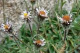 Erigeron pallidus