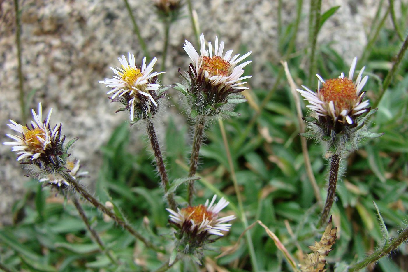 Image of Erigeron pallidus specimen.