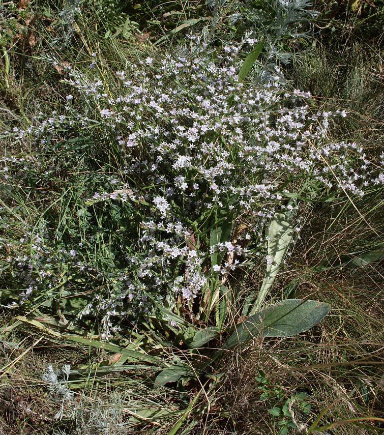 Image of Goniolimon tataricum specimen.