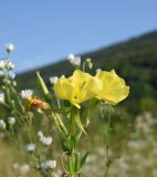 Oenothera biennis