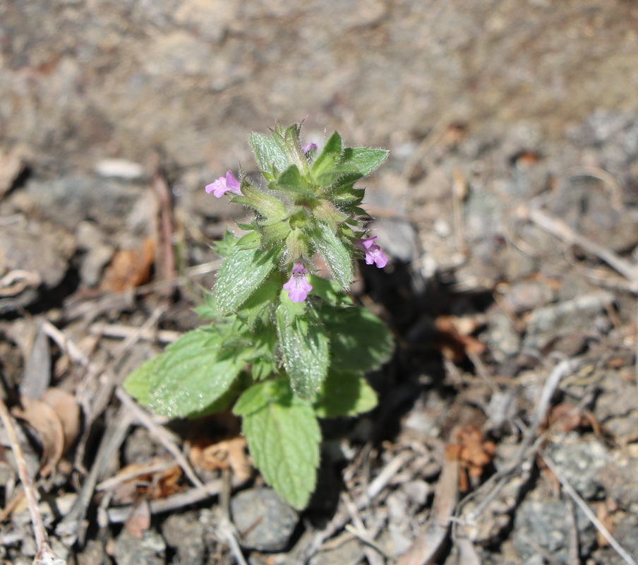 Изображение особи семейство Lamiaceae.