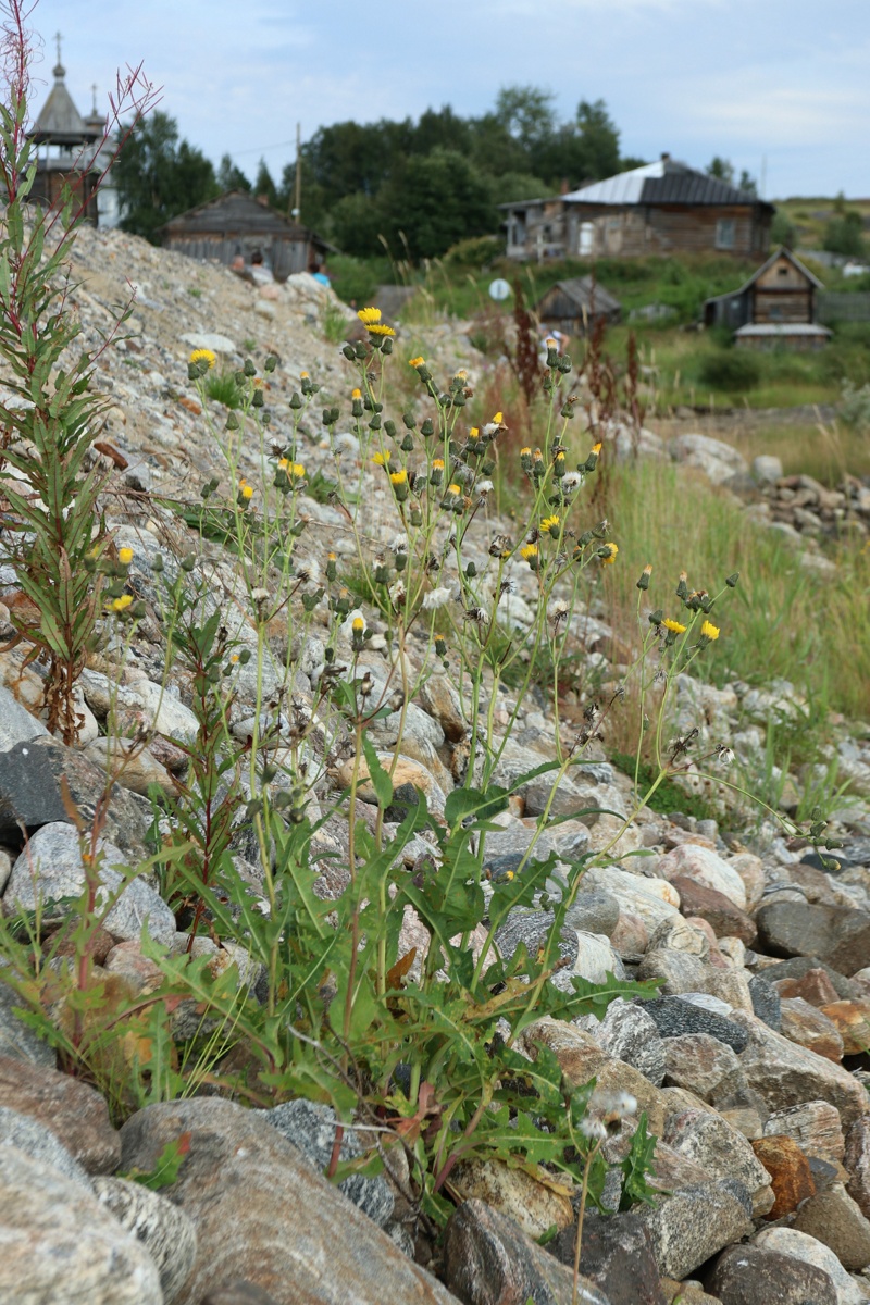 Image of Sonchus humilis specimen.