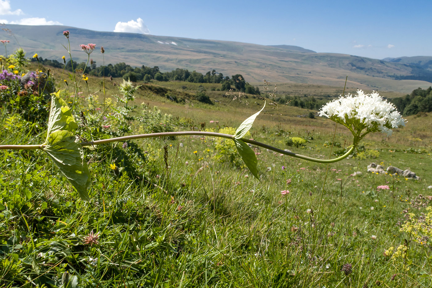 Изображение особи Valeriana alliariifolia.