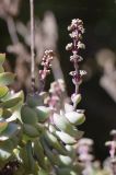 genus Crassula. Верхушка побега с соцветием. Испания, автономное сообщество Каталония, провинция Жирона, комарка Баш-Эмпорда, муниципалитет Палафружель, ботанический сад \"Кап-Роч\". 08.10.2020.