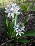 Scilla puschkinioides