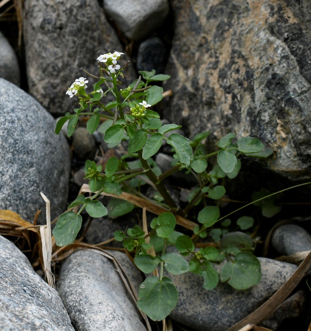 Image of Nasturtium officinale specimen.