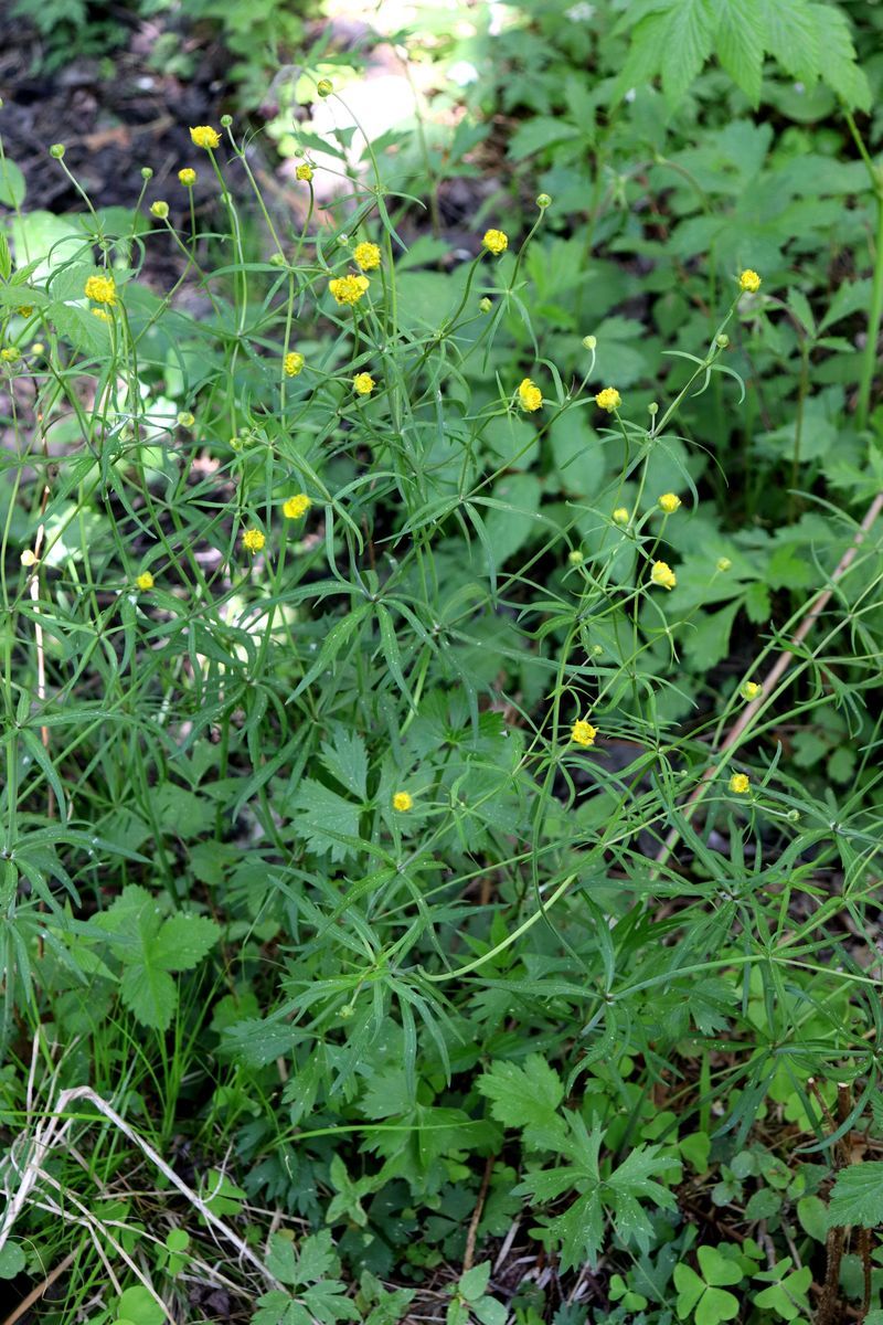 Изображение особи Ranunculus auricomus.