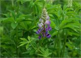 Lupinus polyphyllus