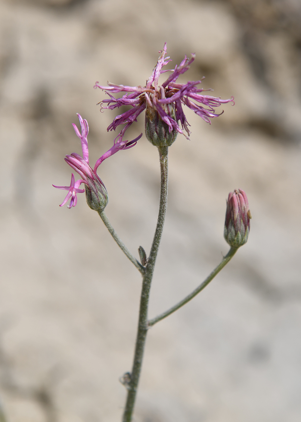 Image of Jurinea kokanica specimen.
