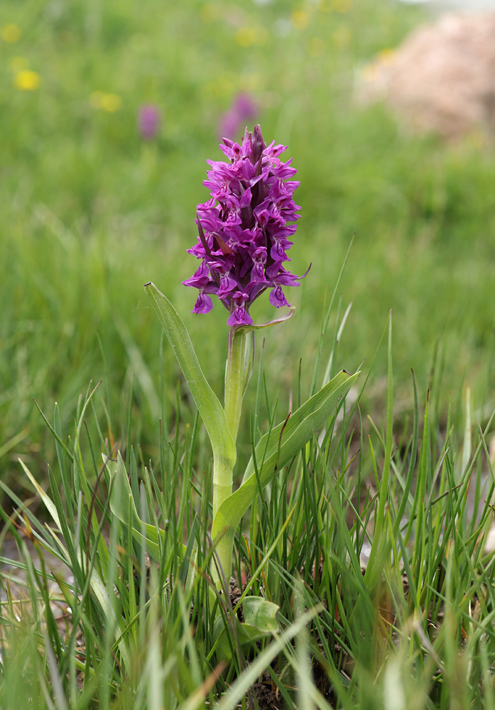 Изображение особи Dactylorhiza incarnata.