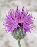 Centaurea adpressa. Соцветие. Крым, пересыпь оз. Донузлав, приморские пески. 14 июля 2023 г.