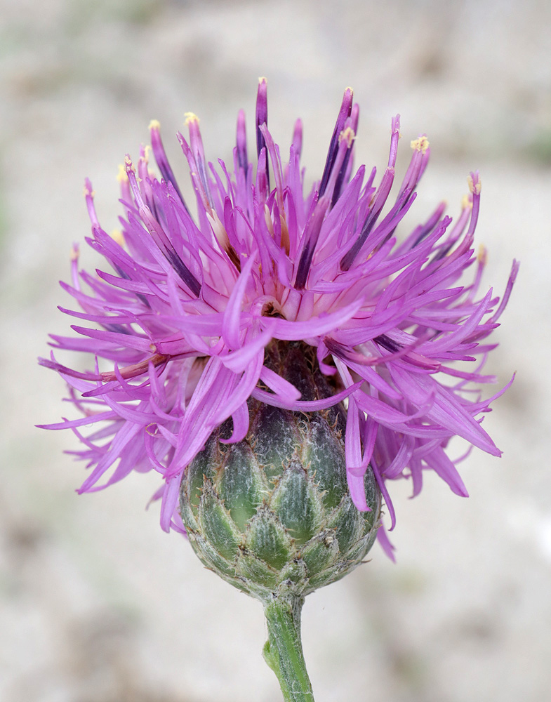 Изображение особи Centaurea adpressa.