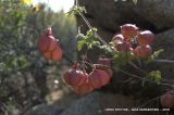 Cardiospermum halicacabum