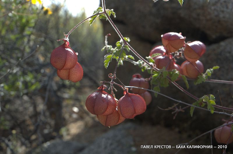 Изображение особи Cardiospermum halicacabum.