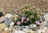 Armeria juniperifolia