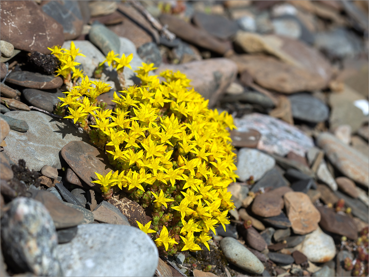 Изображение особи Sedum acre.