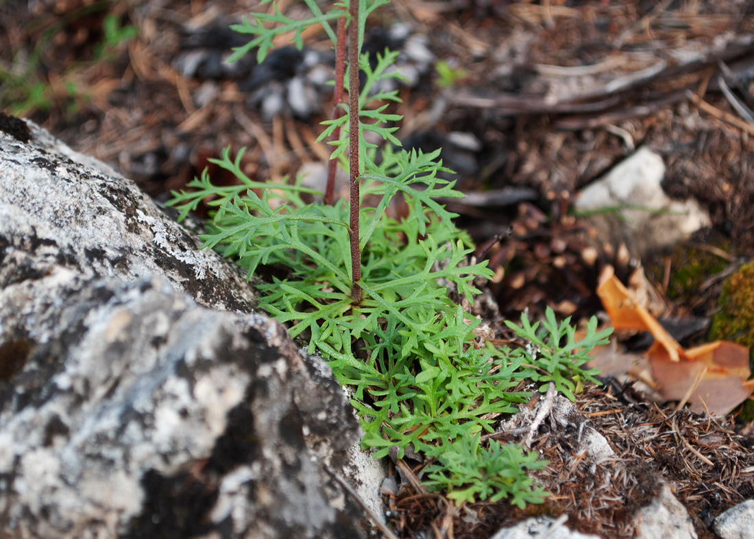 Image of Chrysanthemum zawadskii specimen.