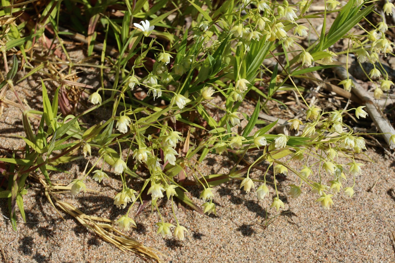 Image of Stellaria holostea specimen.