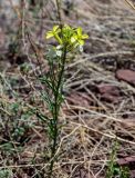 Erysimum flavum