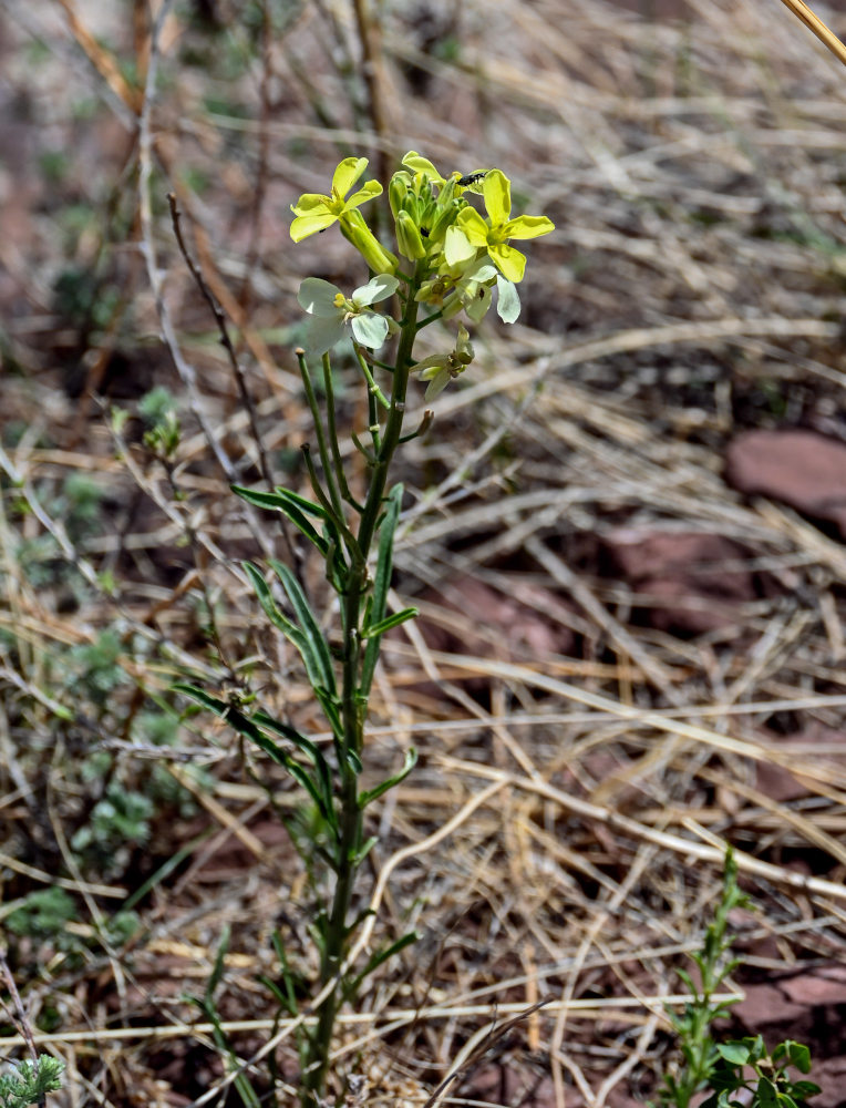 Image of Erysimum flavum specimen.