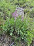 Oxytropis confusa