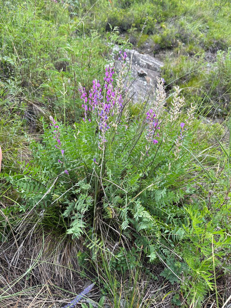 Image of Oxytropis confusa specimen.