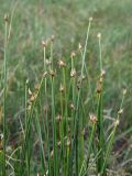 Trichophorum cespitosum. Верхушки плодоносящих побегов. Магаданская обл., окр. г. Магадан, водораздел между бухтой Нагаева и р. Каменушка, исток руч. Корейский, кочкарная сырая тундра (300 м н.у.м.), осоко-пушициевый участок. 12.07.2023.