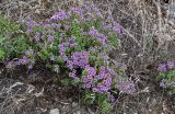 genus Thymus. Цветущие растения в сообществе с Poaceae. Оренбургская обл., Кувандыкский гор. округ, Карагай-Губерлинское ущелье, сухой склон. 04.07.2023.