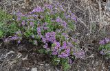 род Thymus. Цветущие растения в сообществе с Poaceae. Оренбургская обл., Кувандыкский гор. округ, Карагай-Губерлинское ущелье, сухой склон. 04.07.2023.