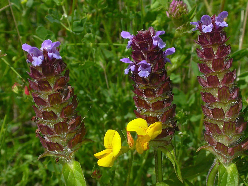 Изображение особи Prunella vulgaris.