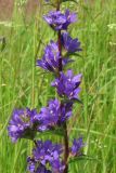 Campanula glomerata