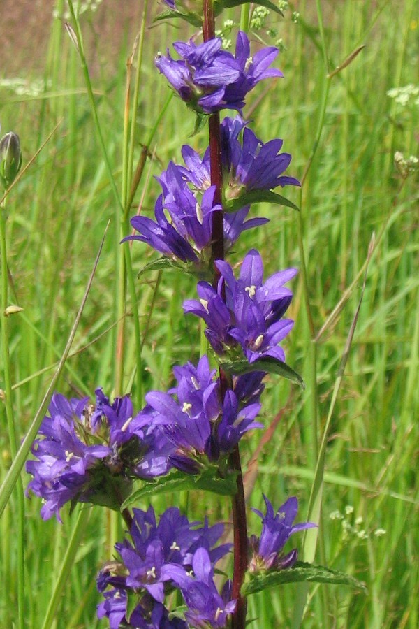 Изображение особи Campanula glomerata.